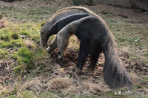 一群行军蚁能否对付一只饥饿的食蚁兽？-第4张图片-易维数码