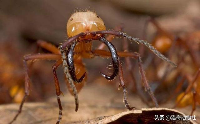 一群行军蚁能否对付一只饥饿的食蚁兽？-第6张图片-易维数码